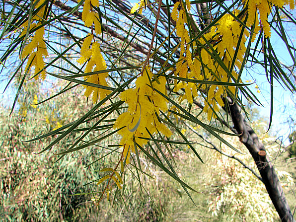 Acacia Trees, Acacia microneura. Also Called: Acacia subangularis. Xeriscape Landscaping Plants For The Arizona Desert Environment. Pictures, Photos, Information, Descriptions, Images, & Reviews. Trees. Desert Botanical Garden of Phoenix Arizona.