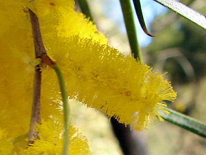 Acacia Trees, Acacia microneura. Also Called: Acacia subangularis. Xeriscape Landscaping Plants For The Arizona Desert Environment. Pictures, Photos, Information, Descriptions, Images, & Reviews. Trees. Desert Botanical Garden of Phoenix Arizona.