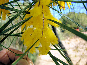 Acacia Trees, Acacia microneura. Also Called: Acacia subangularis. Xeriscape Landscaping Plants For The Arizona Desert Environment. Pictures, Photos, Information, Descriptions, Images, & Reviews. Trees. Desert Botanical Garden of Phoenix Arizona.