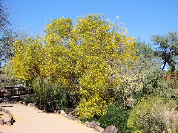 Acacia Trees, Acacia microneura. Also Called: Acacia subangularis. Xeriscape Landscaping Plants For The Arizona Desert Environment. Pictures, Photos, Information, Descriptions, Images, & Reviews. Trees. Desert Botanical Garden of Phoenix Arizona.