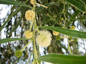 Willow Acacia, Acacia salicina. Also Called: Sallow Wattle, Australian Willow, Broughton Willow, Native Willow, Cooba, Doolan. Xeriscape Landscaping Plants For The Arizona Desert Environment. Pictures, Photos, Information, Descriptions, Images, & Reviews. Trees.