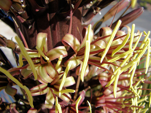 Twin Flower Agave, Agave geminiflora. Also Called:  Littaea geminiflora, Agave angustissima. Xeriscape Landscape Plants & Flowers For The Arizona Desert Environment. Pictures, Photos, Images, Descriptions, & Reviews. Succulents.