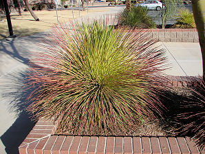Twin Flower Agave, Agave geminiflora. Also Called:  Littaea geminiflora, Agave angustissima. Xeriscape Landscape Plants & Flowers For The Arizona Desert Environment. Pictures, Photos, Images, Descriptions, & Reviews. Succulents.
