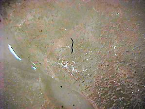 Glacier Ice Worms. Alaska Travels & Tours Pictures, Photos, Images, & Reviews.