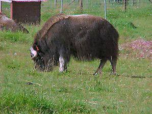 Musk Ox Sanctuary. Alaska Travels & Tours Pictures, Photos, Images, & Reviews.