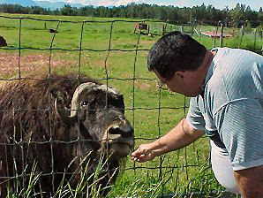 George DeLange Feeding A Musk Ox. Alaska Travels & Tours Pictures, Photos, Images, & Reviews.