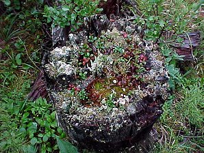 Fern Garden. Alaska Travels & Tours Pictures, Photos, Images, & Reviews.