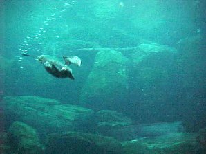 Alaskan Sealife Center. Alaska Travels & Tours Pictures, Photos, Images, & Reviews.