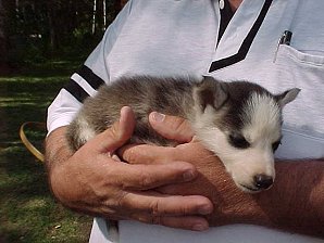 Sled Dog. Alaska Travels & Tours Pictures, Photos, Images, & Reviews.
