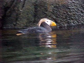 Horned Puffin. Alaska Travels & Tours Pictures, Photos, Images, & Reviews.