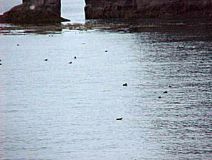 Puffins. Alaska Kenai Fjord Cruise. Travels & Tours Pictures, Photos, Images, & Reviews.