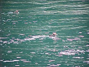 Puffins. Alaska Kenai Fjord Cruise. Travels & Tours Pictures, Photos, Images, & Reviews.