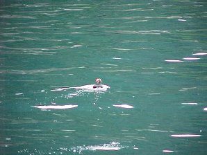 Puffins. Alaska Kenai Fjord Cruise. Travels & Tours Pictures, Photos, Images, & Reviews.