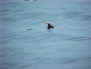 Puffins. Alaska Kenai Fjord Cruise. Travels & Tours Pictures, Photos, Images, & Reviews.