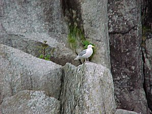 Gull. Alaska Kenai Fjord Cruise. Travels & Tours Pictures, Photos, Images, & Reviews.