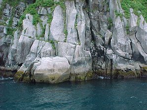 Black Cormorant. Alaska Kenai Fjord Cruise. Travels & Tours Pictures, Photos, Images, & Reviews.