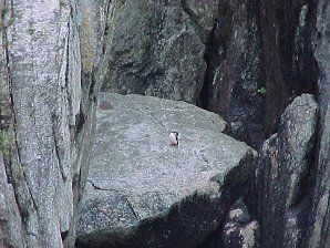 Murrelet. Alaska Kenai Fjord Cruise. Travels & Tours Pictures, Photos, Images, & Reviews.