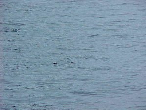 Sea Gull. Alaska Kenai Fjord Cruise. Travels & Tours Pictures, Photos, Images, & Reviews.