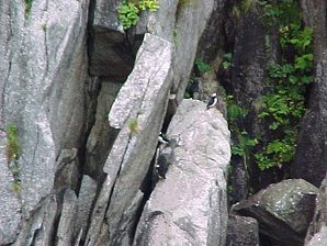 Murrelets. Alaska Kenai Fjord Cruise. Travels & Tours Pictures, Photos, Images, & Reviews.