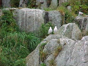 Gulls. Alaska Kenai Fjord Cruise. Travels & Tours Pictures, Photos, Images, & Reviews.