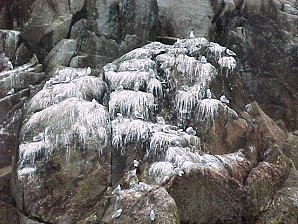 Gulls. Alaska Kenai Fjord Cruise. Travels & Tours Pictures, Photos, Images, & Reviews.