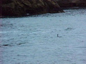 Murrelet. Alaska Kenai Fjord Cruise. Travels & Tours Pictures, Photos, Images, & Reviews.