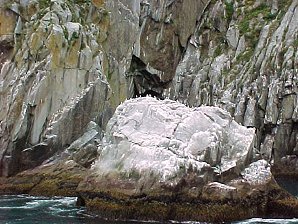 Gulls. Alaska Kenai Fjord Cruise. Travels & Tours Pictures, Photos, Images, & Reviews.