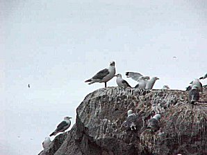 Gulls. Alaska Kenai Fjord Cruise. Travels & Tours Pictures, Photos, Images, & Reviews.
