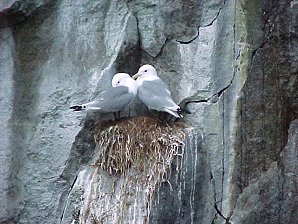Gull Pair. Alaska Kenai Fjord Cruise. Travels & Tours Pictures, Photos, Images, & Reviews.