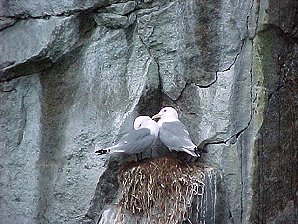 Gull Pair. Alaska Kenai Fjord Cruise. Travels & Tours Pictures, Photos, Images, & Reviews.