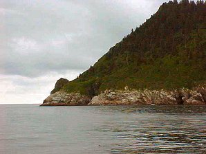 Seals. Alaska Kenai Fjord Cruise. Travels & Tours Pictures, Photos, Images, Reviews.