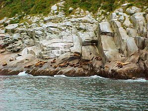 Seals. Alaska Kenai Fjord Cruise. Travels & Tours Pictures, Photos, Images, Reviews.