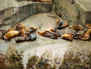 Seal Pups. Alaska Kenai Fjord Cruise. Travels & Tours Pictures, Photos, Images, Reviews.