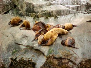 Seal Pups. Alaska Kenai Fjord Cruise. Travels & Tours Pictures, Photos, Images, Reviews.