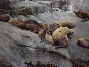 Seals. Alaska Kenai Fjord Cruise. Travels & Tours Pictures, Photos, Images, Reviews.