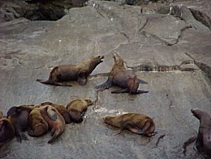 Seals. Alaska Kenai Fjord Cruise. Travels & Tours Pictures, Photos, Images, Reviews.