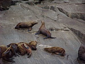 Seals. Alaska Kenai Fjord Cruise. Travels & Tours Pictures, Photos, Images, Reviews.