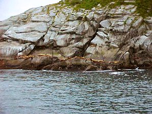 Seals. Alaska Kenai Fjord Cruise. Travels & Tours Pictures, Photos, Images, Reviews.