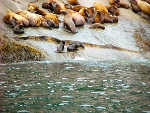 Seal Pups. Alaska Kenai Fjord Cruise. Travels & Tours Pictures, Photos, Images, Reviews.