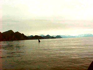 Humpback Whale. Alaska Kenai Fjord Cruise. Travels & Tours Pictures, Photos, Images, Reviews.