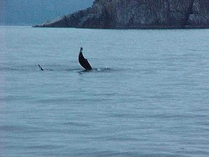 Humpback Whale. Alaska Kenai Fjord Cruise. Travels & Tours Pictures, Photos, Images, Reviews.
