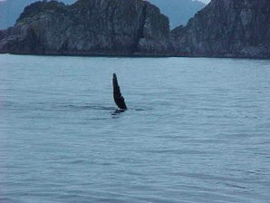 Humpback Whale. Alaska Kenai Fjord Cruise. Travels & Tours Pictures, Photos, Images, Reviews.