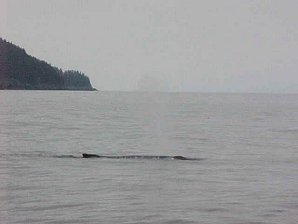 Humpback Whale. Alaska Kenai Fjord Cruise. Travels & Tours Pictures, Photos, Images, Reviews.
