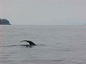 Humpback Whale. Alaska Kenai Fjord Cruise. Travels & Tours Pictures, Photos, Images, Reviews.