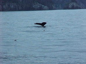 Humpback Whale. Alaska Kenai Fjord Cruise. Travels & Tours Pictures, Photos, Images, Reviews.