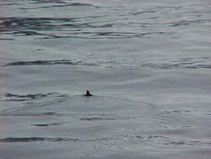 Humpback Whale. Alaska Kenai Fjord Cruise. Travels & Tours Pictures, Photos, Images, Reviews.