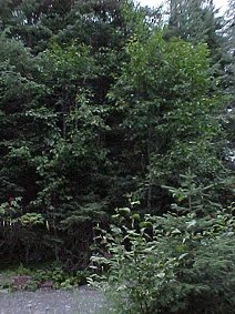 Alaskan Scenery. Alaska Kenai Fjord Cruise. Travels & Tours Pictures, Photos, Images, Reviews.