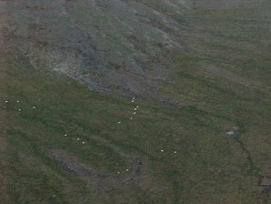 Dahls Goats. Flightseeing Tour Of Mount McKinley, Alaska. Travels & Tours Pictures, Photos, Images, & Reviews.