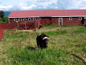 Musk Ox. Palmer Alaska Musk Ox Farm. Travels & Tours Pictures, Photos, Images, & Reviews.