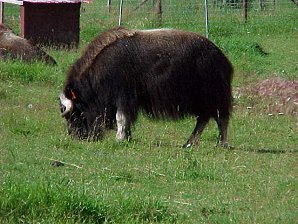Musk Ox. Palmer Alaska Musk Ox Farm. Travels & Tours Pictures, Photos, Images, & Reviews.